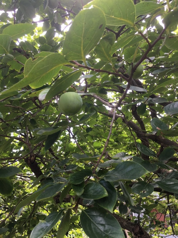 b0275998_13110816.jpeg