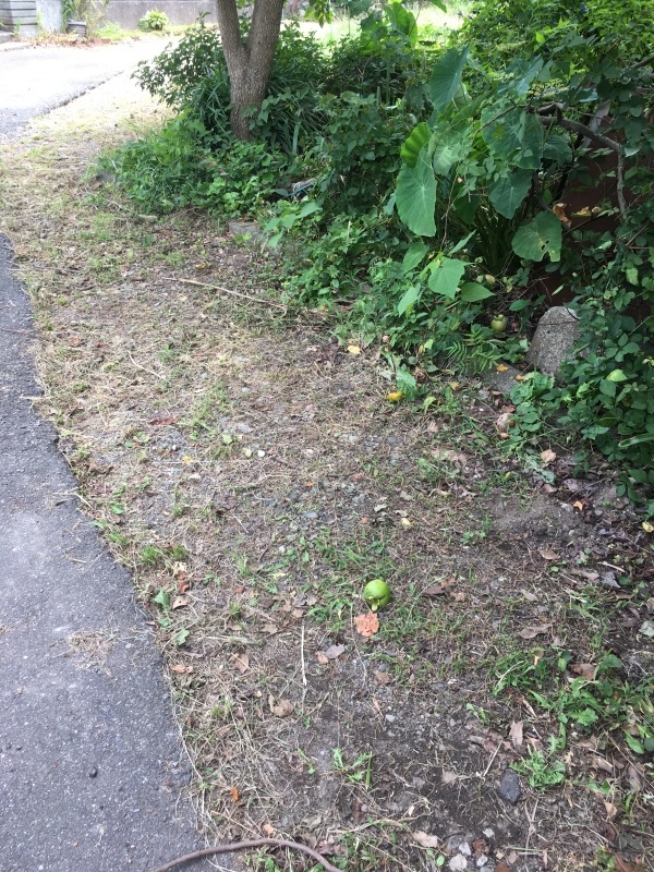 b0275998_13141468.jpeg