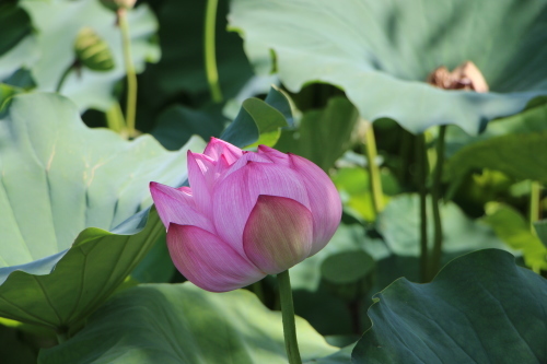 松が岬公園、蓮の花・・・３_c0075701_17415530.jpg