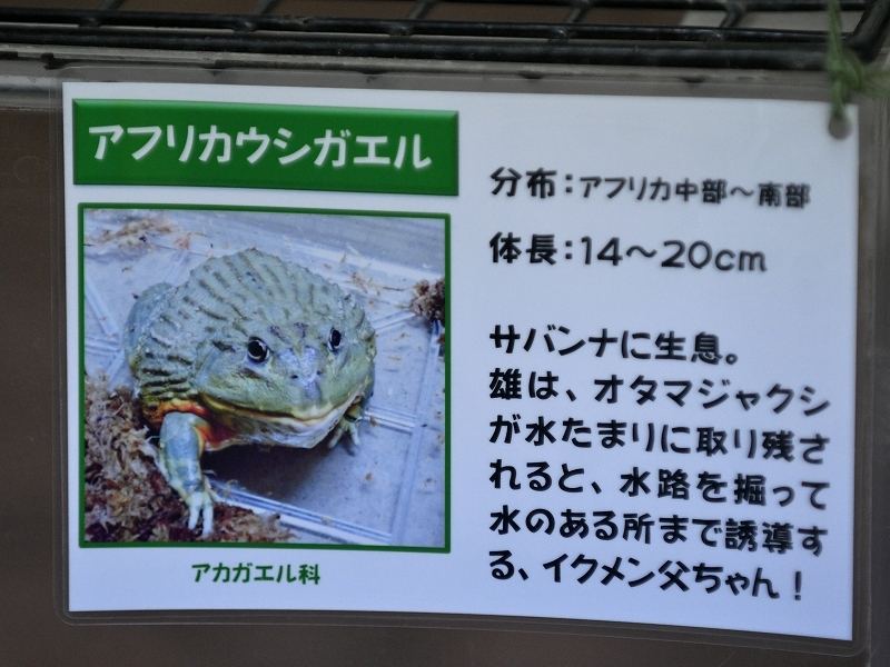 カエル かわいいけれど苦手な人は注意の Bonsoir