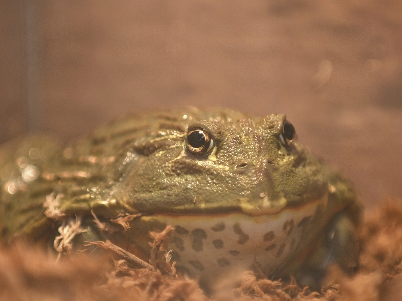 カエル かわいいけれど苦手な人は注意の Bonsoir