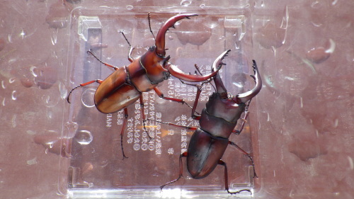 c0337631_11421039.jpg