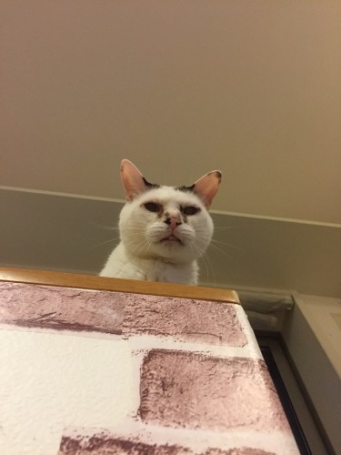 c0342535_23432409.jpeg
