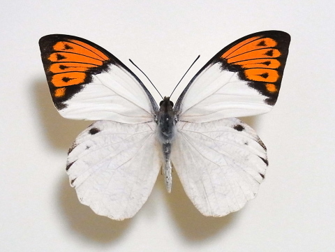 【1ペア】ツマベニチョウ（アンダマン島） 佐多岬のツマベニチョウ : 虫、とったり、とったり。