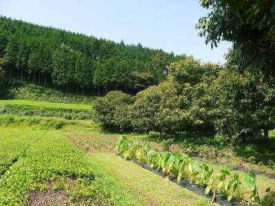 利平栗 無農薬栽培の『利平栗』 生理落果がはじまり収穫及び出荷は今年も9月中旬から!(2018)_a0254656_17374980.jpg