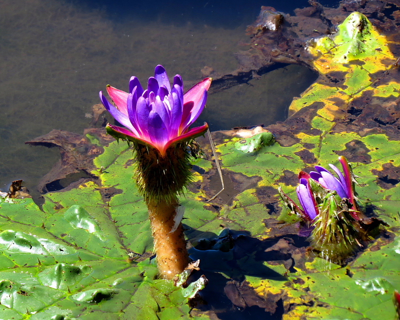 多々良沼公園のオニバス_c0305565_17490695.jpg