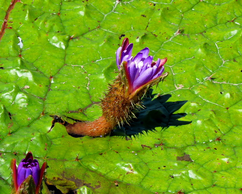 多々良沼公園のオニバス_c0305565_17494658.jpg