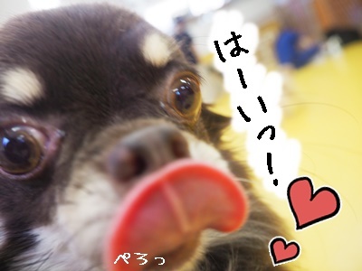 かわいこちゃん達♥♥_f0357682_16075789.jpg