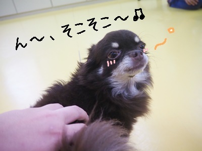 かわいこちゃん達♥♥_f0357682_16090585.jpg