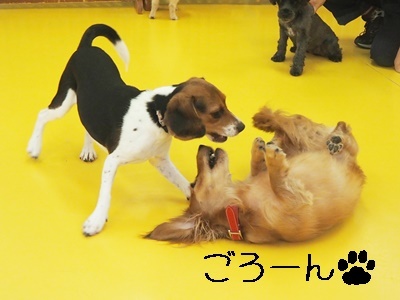 かわいこちゃん達♥♥_f0357682_16105514.jpg