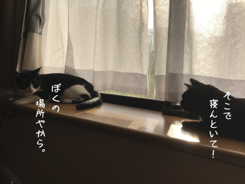 a0216583_23072508.png