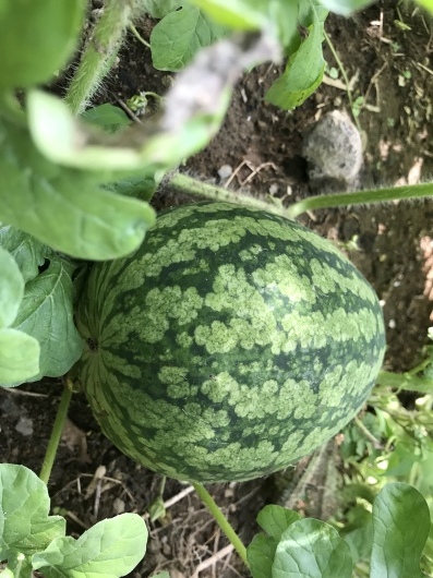 d0107787_16111117.jpeg