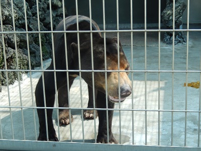 太宰治と甲府 ２２ 新樹の言葉 と動物園 遠い空の向こうへ