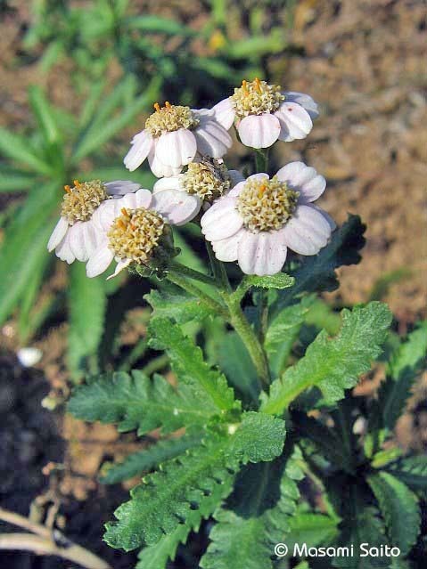 ノコギリソウ 鋸草 草花と自然blog