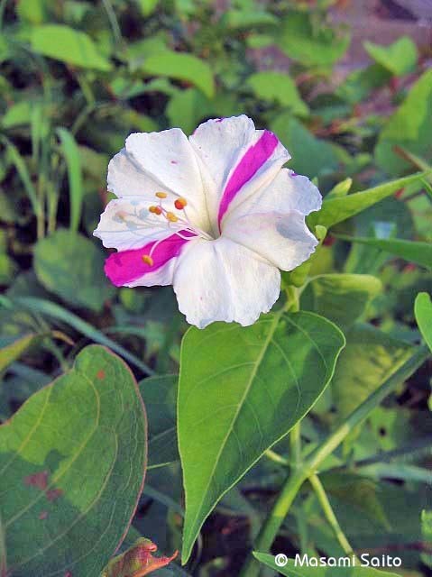 オシロイバナ 白粉花 草花と自然blog