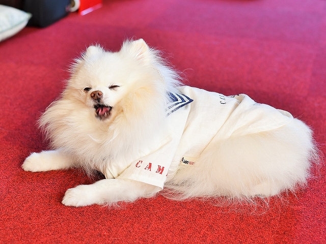 可愛い盛り_d0360206_00394429.jpg