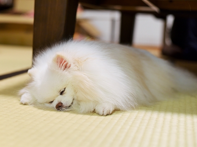 可愛い盛り_d0360206_00395493.jpg