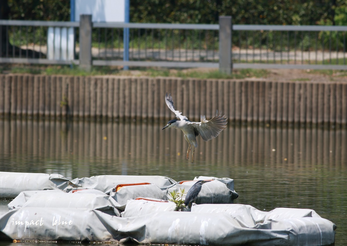 河川敷から河川敷公園にて(^^)/_a0355908_15264187.jpg