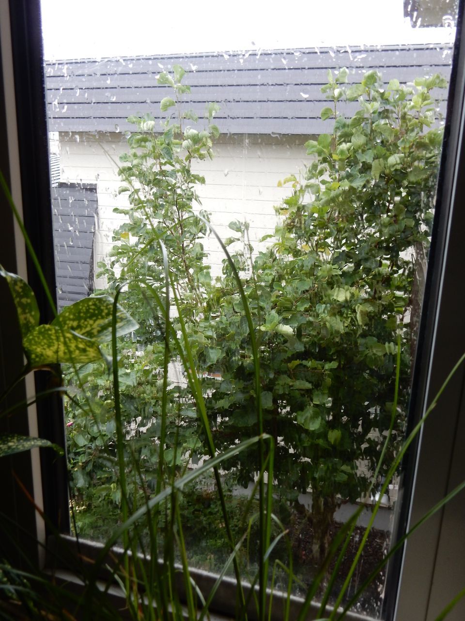 寒い雨_c0025115_20524364.jpg