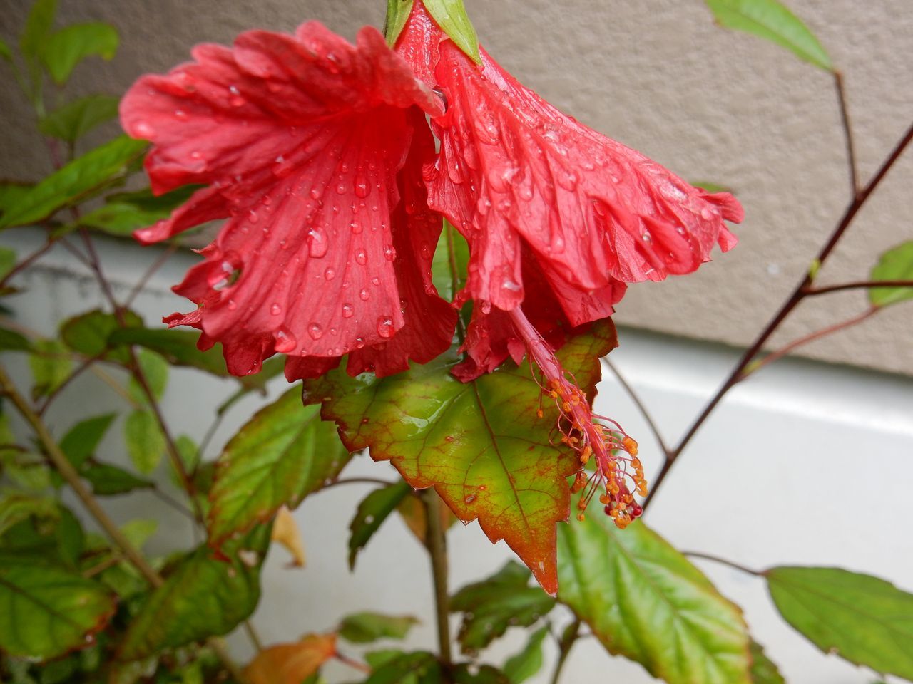 寒い雨_c0025115_20530561.jpg
