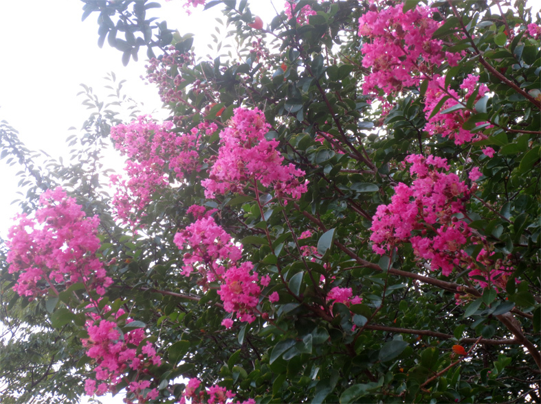 d0190217_21201505.jpg