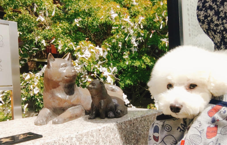 わんちゃんお出かけスポット 埼玉編 さいたま 動物病院 そよかぜ動物病院のブログ わんちゃんお出かけスポット 埼玉編 さいたま 動物病院 そよかぜ動物病院のブログ