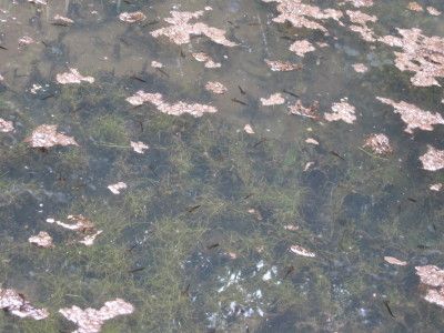 c0248030_06385499.jpg