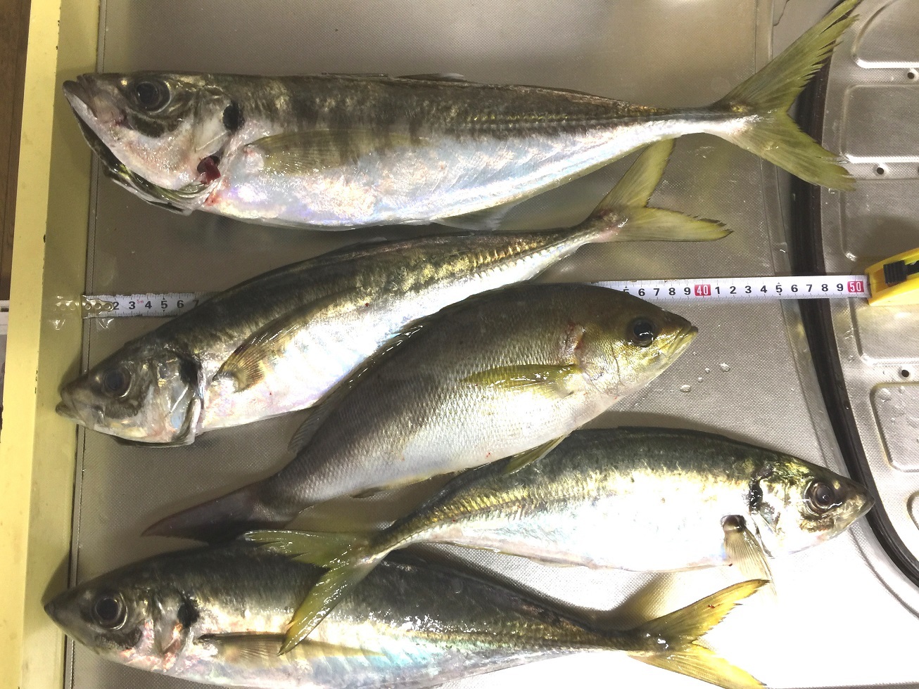鰺５０ｃｍ海新丸にて 新 直哉の釣り魚料理
