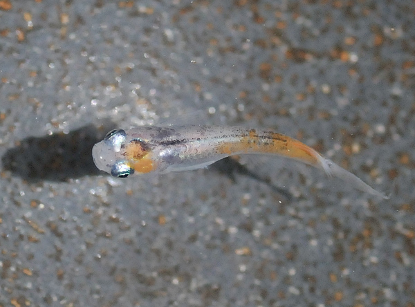 e0097534_15281037.jpg