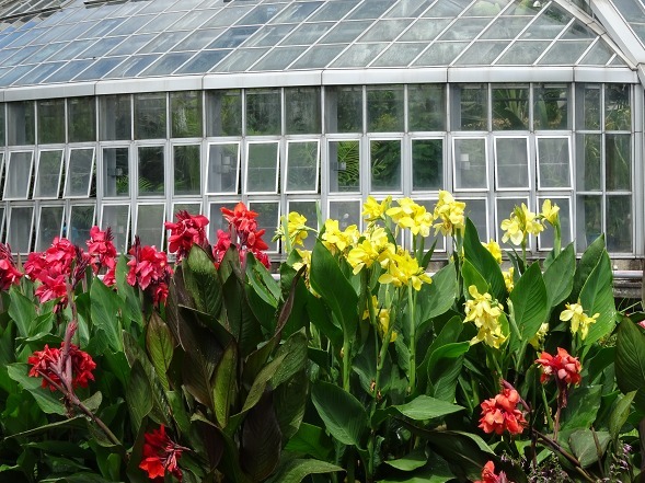 京都府立植物園のスイレンと蓮 彩の気まぐれ写真