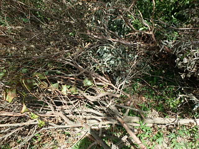 f0334143_214425.jpg
