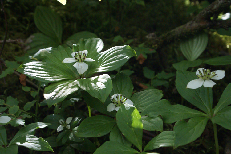 08年夏八ヶ岳の花 清治の花便り 08年夏八ヶ岳の花 清治の花便り