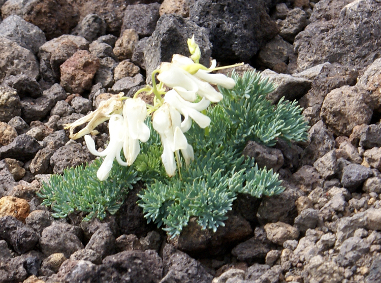 08年夏八ヶ岳の花 清治の花便り