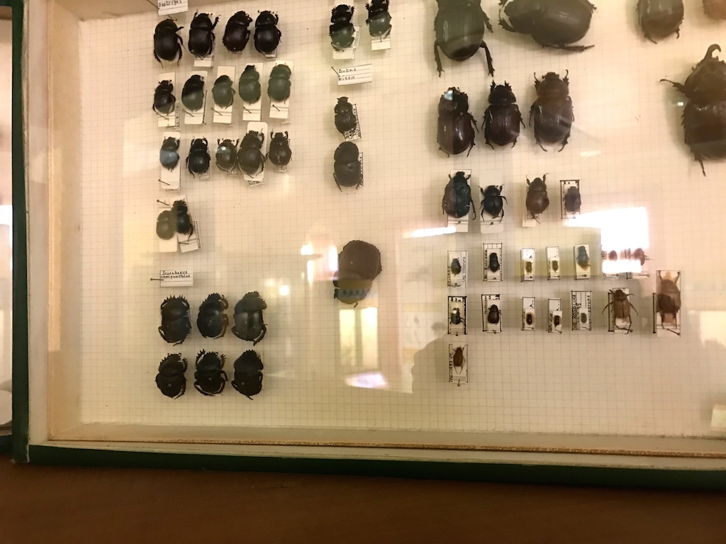 パドヴァの昆虫博物館 Esapolis_a0087957_01323919.jpg