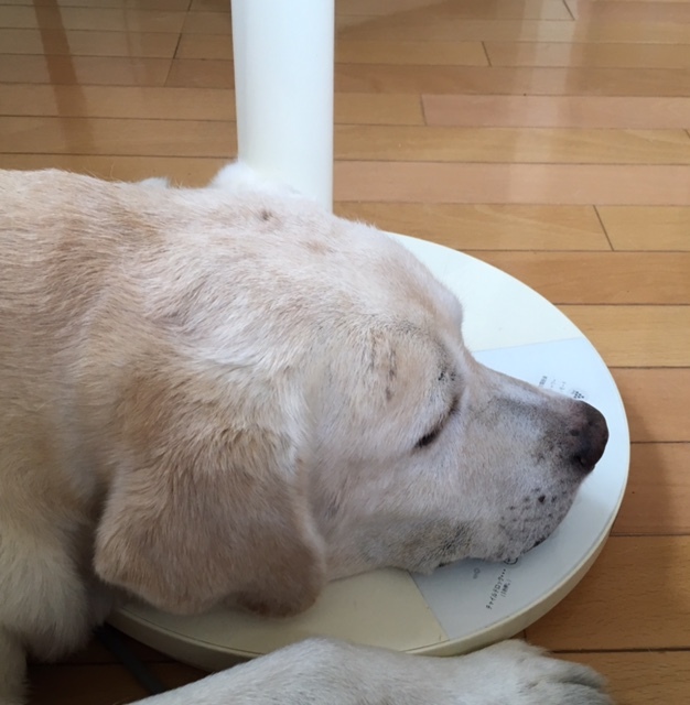 with dog 夏ならではの光景に♪_a0165160_15121323.jpg