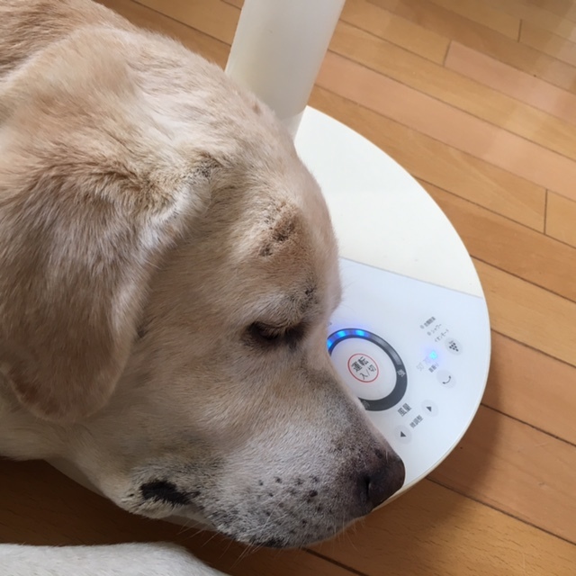 with dog 夏ならではの光景に♪_a0165160_15191165.jpg