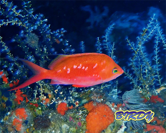 カタン崎_e0273365_20120813.jpg