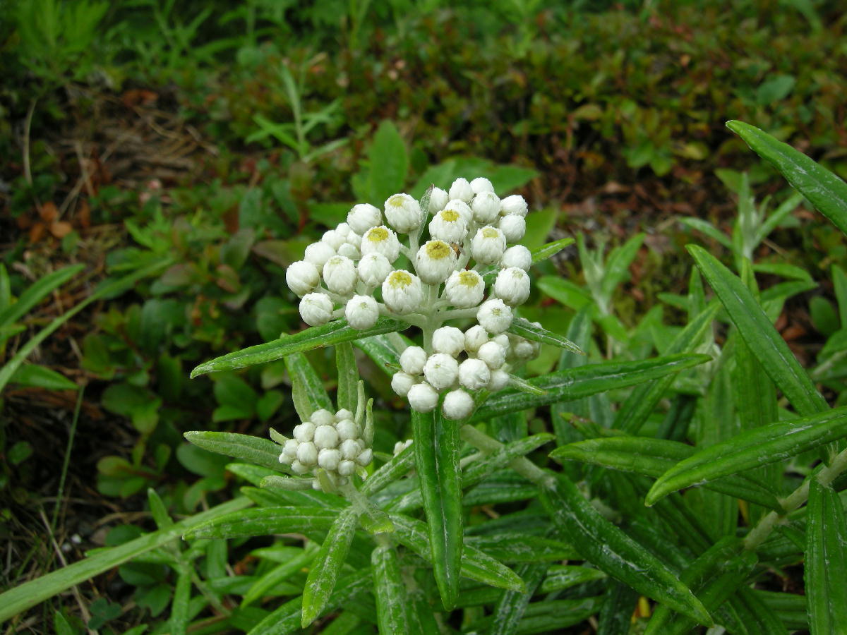 a0053771_11422918.jpg