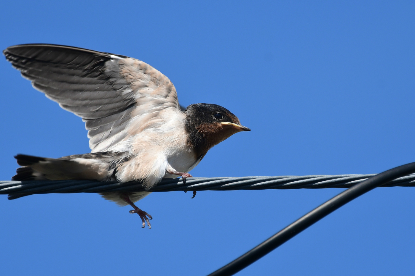 ツバメ幼鳥_f0053272_17403906.jpg
