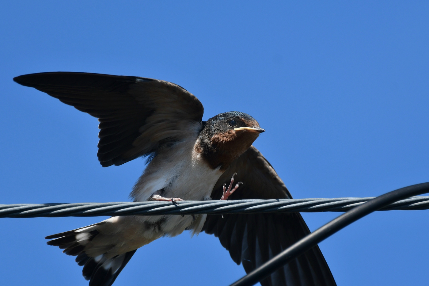 ツバメ幼鳥_f0053272_17405172.jpg