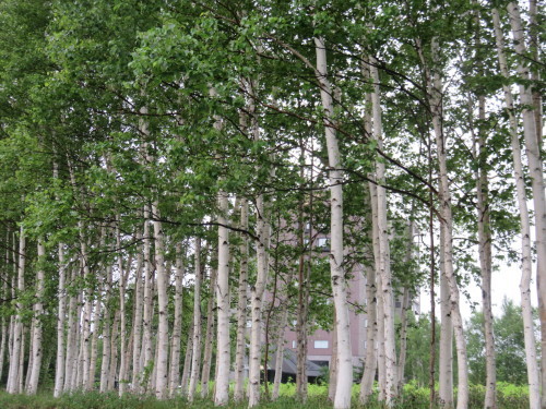 f0259373_14364646.jpg