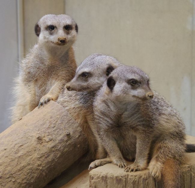 8月18日の円山動物園_b0014576_18510024.jpg