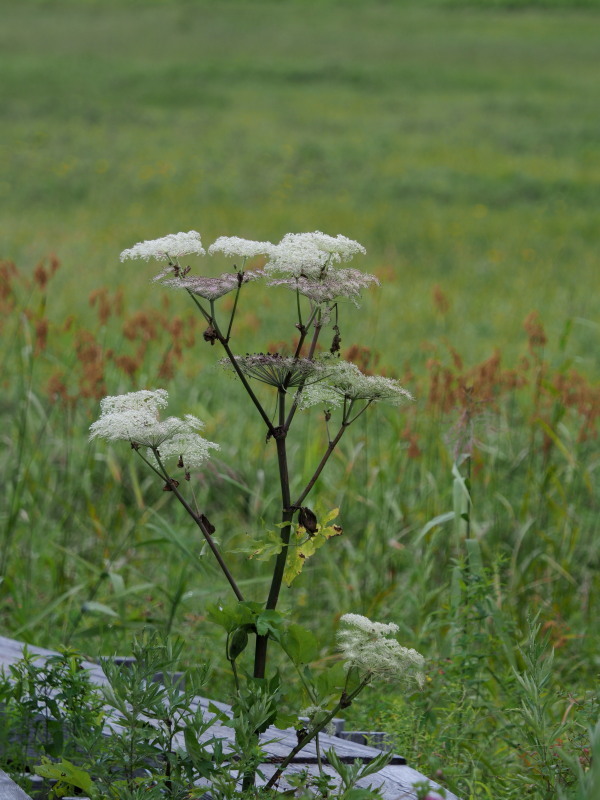 f0372177_16584088.jpg