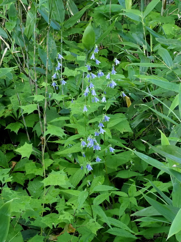 f0372177_17553526.jpg