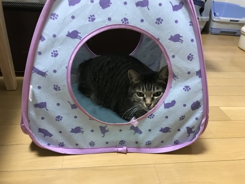 c0340786_09022939.jpeg