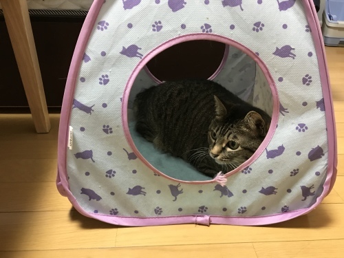 c0340786_09024143.jpeg