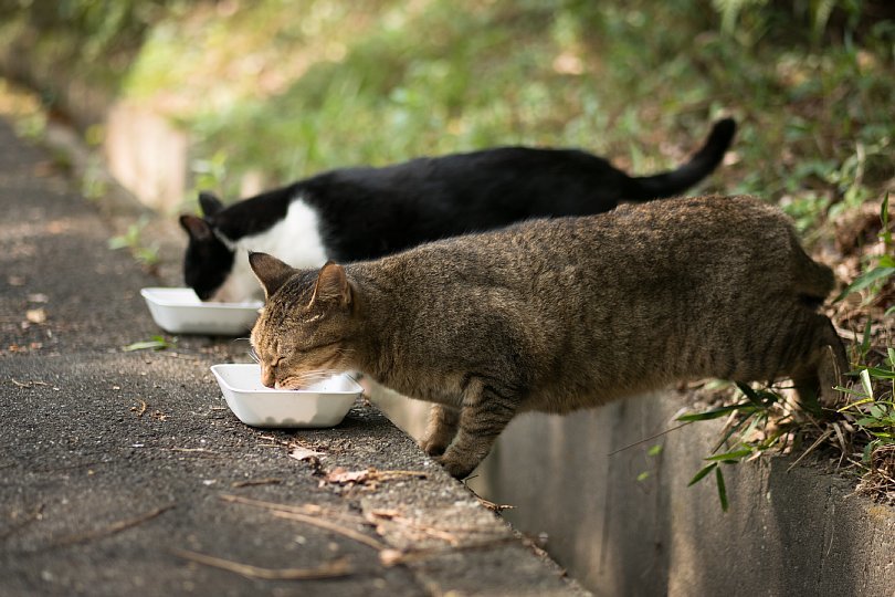 Community Cats Seeing Off Long Hot Summer_d0353489_12595509.jpg