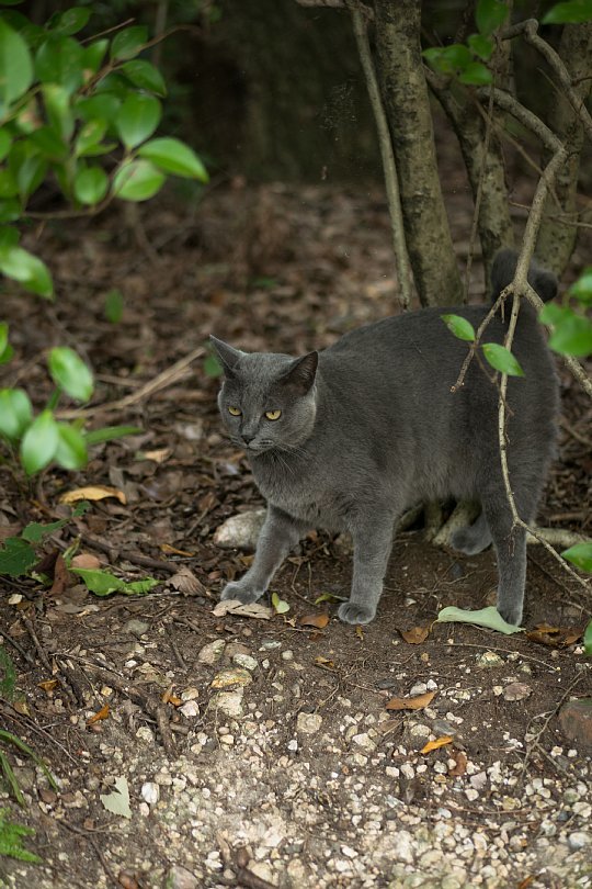 Community Cats Seeing Off Long Hot Summer_d0353489_13072496.jpg