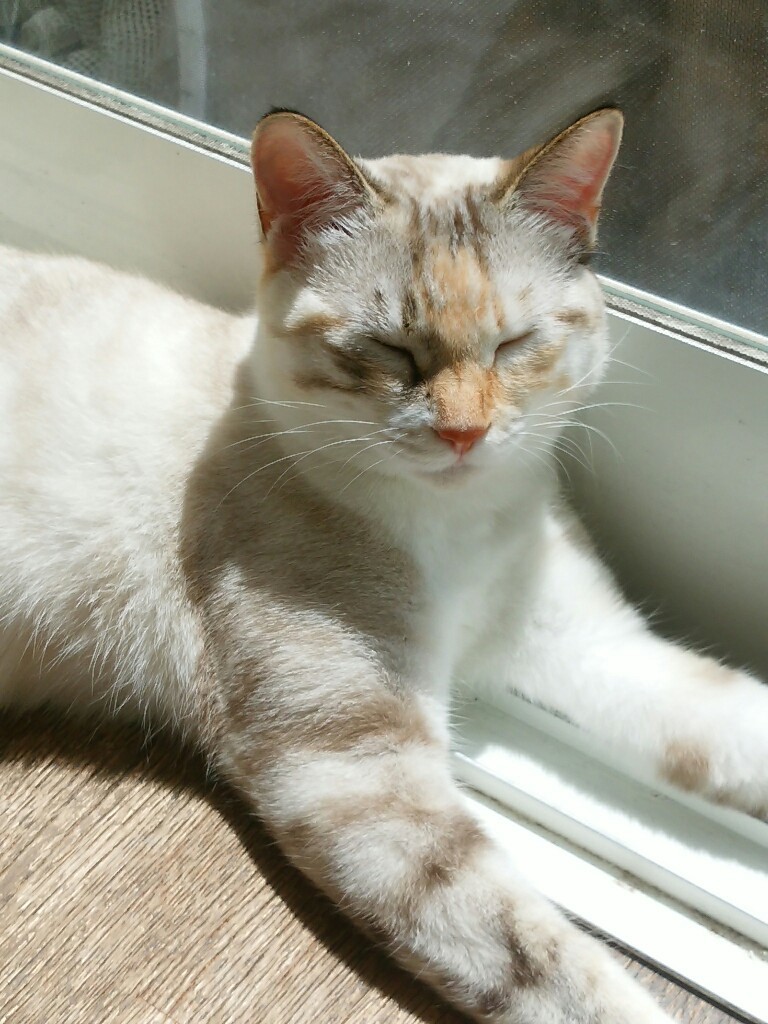 猫三昧_f0255704_12040358.jpg