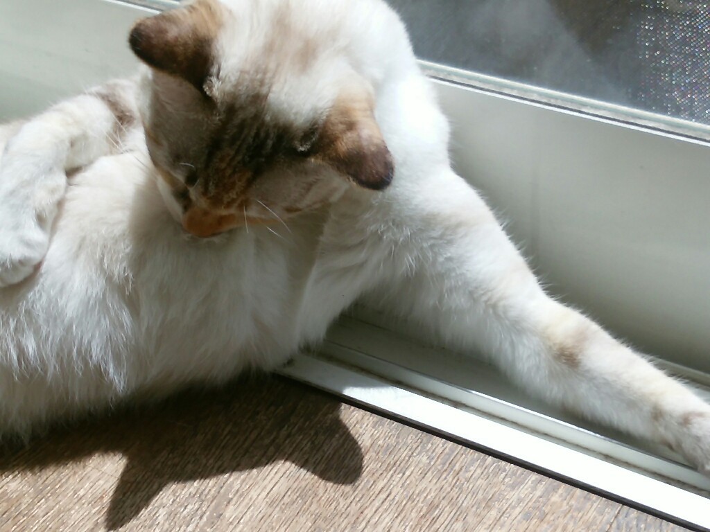 猫三昧_f0255704_12042519.jpg